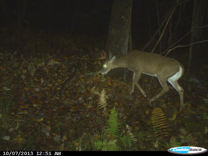 Trail cam ny