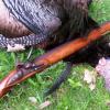 New York Record Bear ?? - last post by northernborn