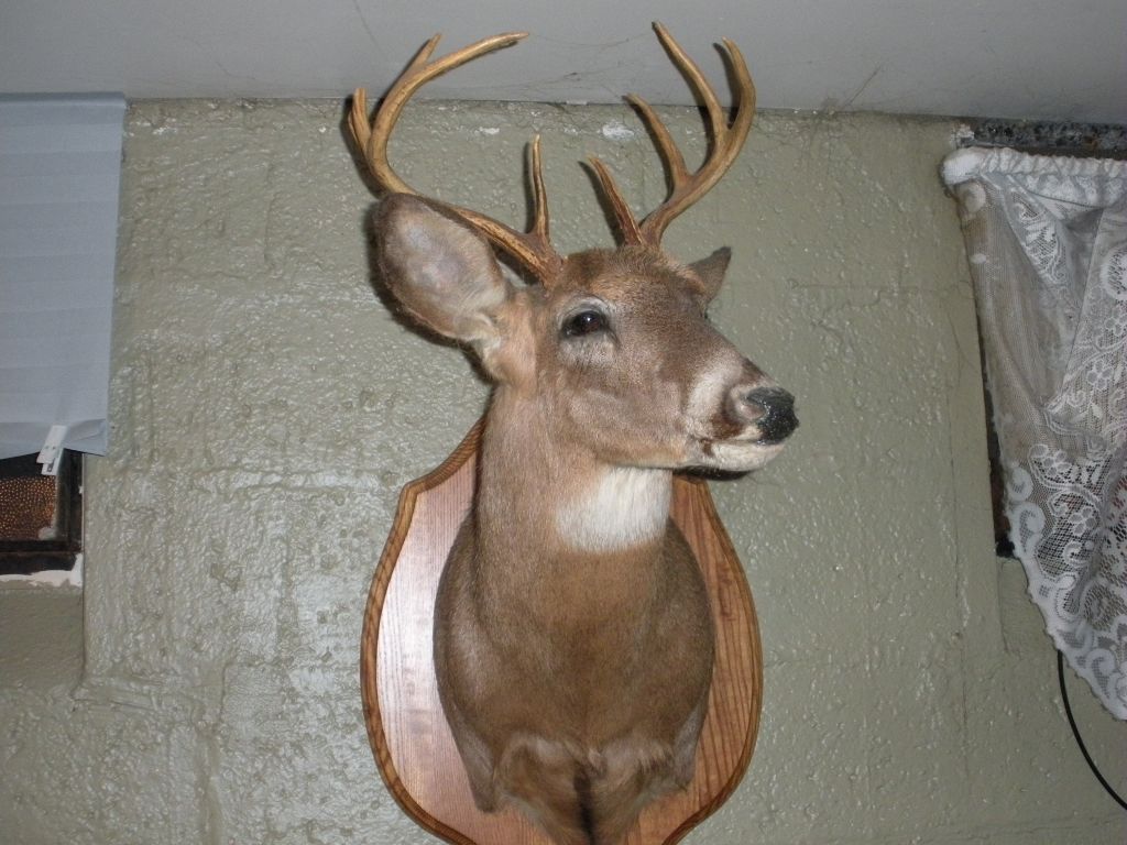 First buck worth mounting - Taxidermy - Hunting New York - NY Empire ...
