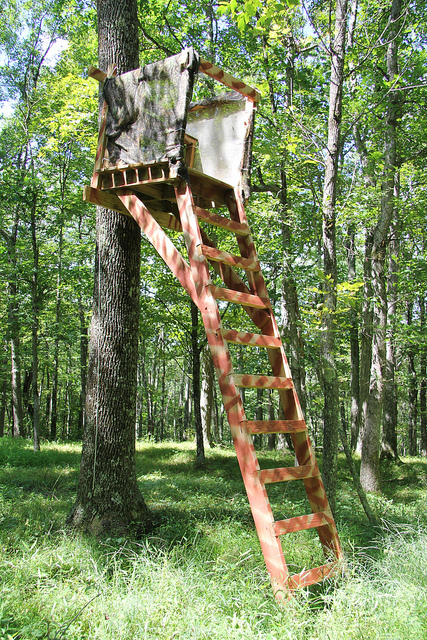 Trying to Prepare for Next Year: Tree Stand? Planting 