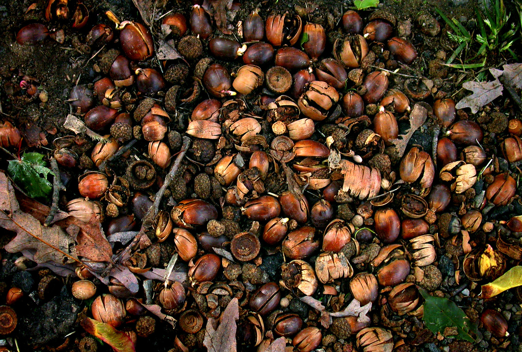 acorns for deer