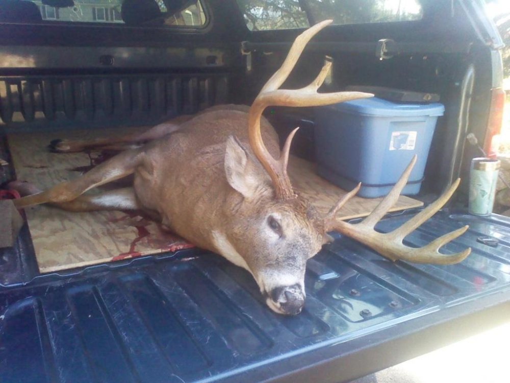 pine pond buck.jpg