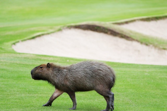 Capybara-on-Rio-Golf-Course-640x427.jpg