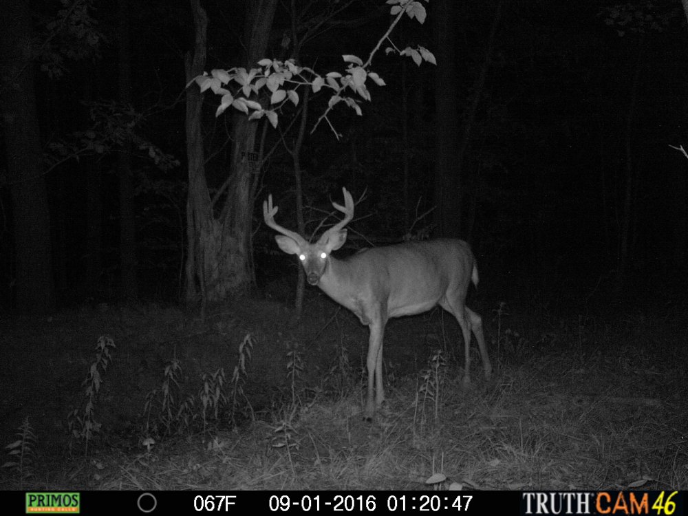  Wide 6 pt. still in velvet 9.1.16 .jpg