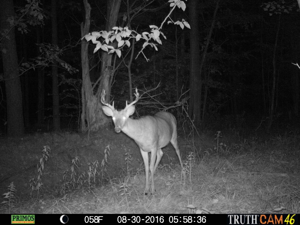 Shedding 8 pt. at overhanging branch. Look carefully and see the pieces of velvet still on the antlers.  .jpg