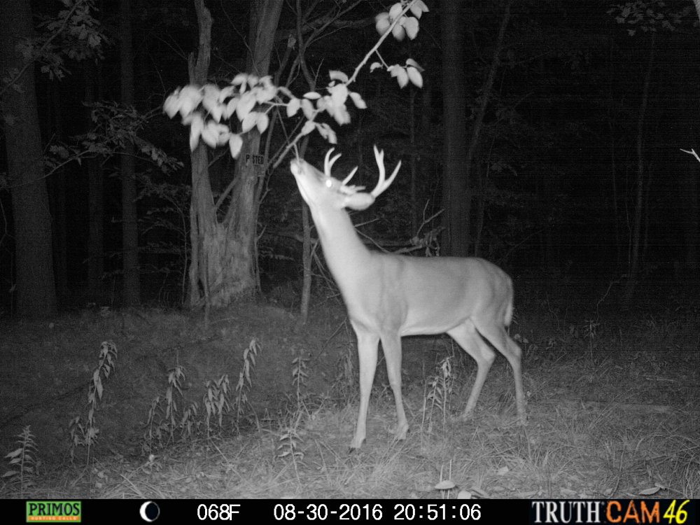 Velvet shed crabclaw 8 at zip-tied overhanging branch .jpg