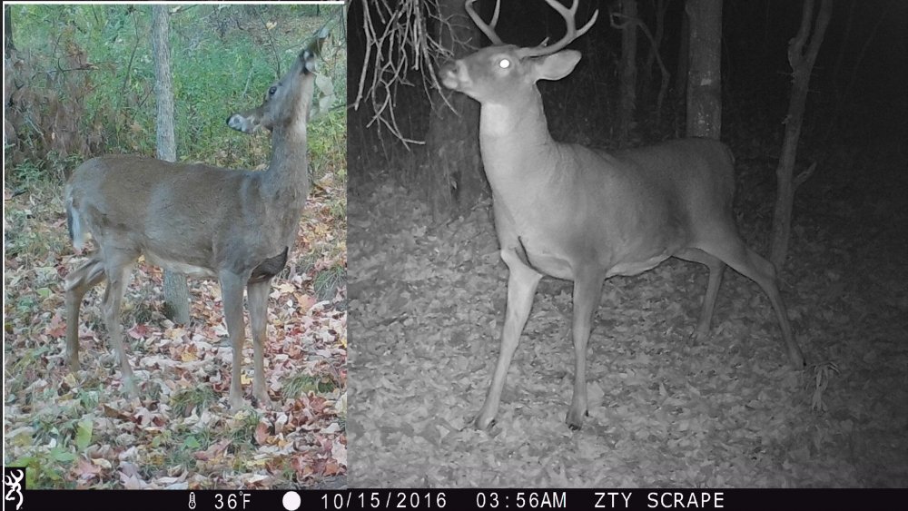 Shortine eight and mature doe size difference  .jpg