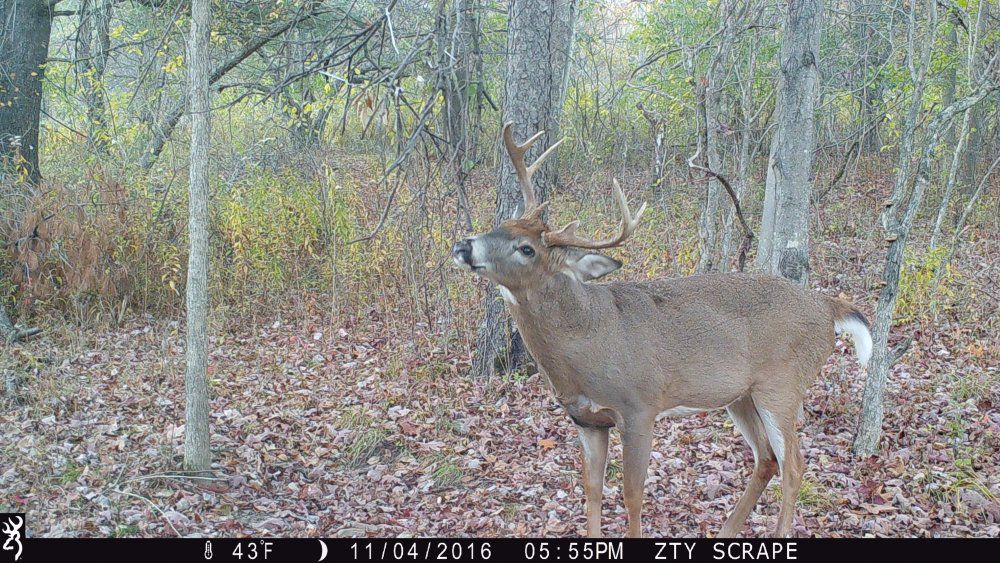 Heavy 8, short tines, smelling a new branch  11.4.16 .jpg