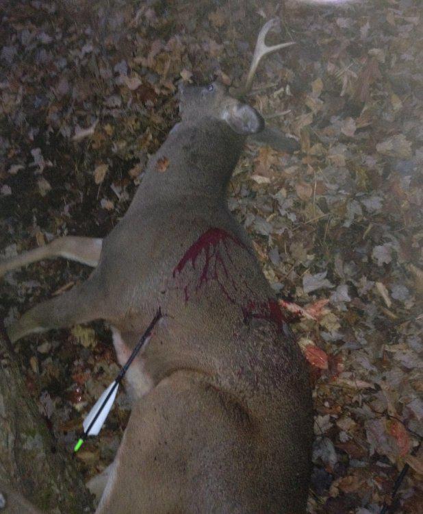  11.15.16 Eight point with bow .jpg