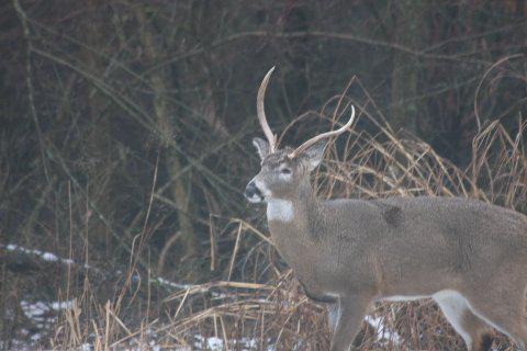 Ugly bucks - Trail Camera Pictures - Hunting New York - NY Empire State ...