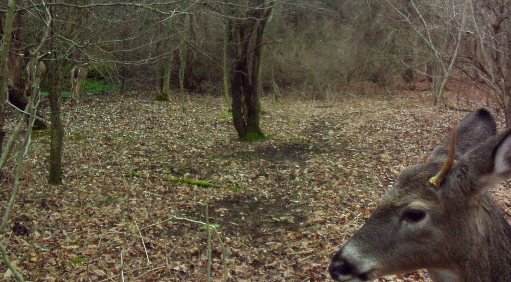 A spike buck with an attitude overseeing the whitetail lek. .jpg
