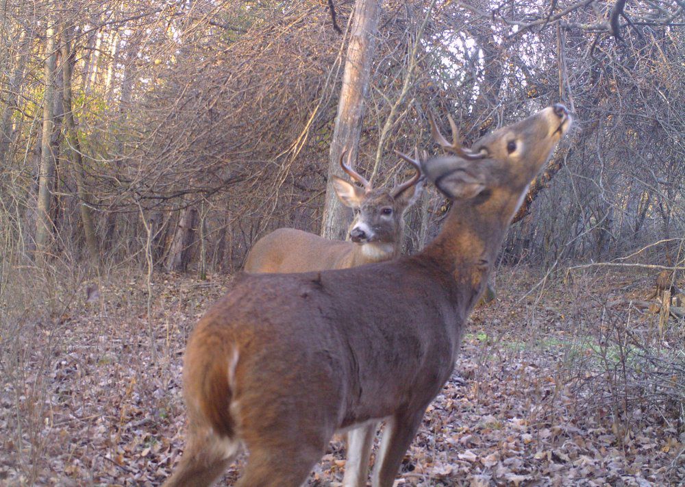  Yearling buck (3 pt.) and 2.5 year old (8 pt.) .jpg