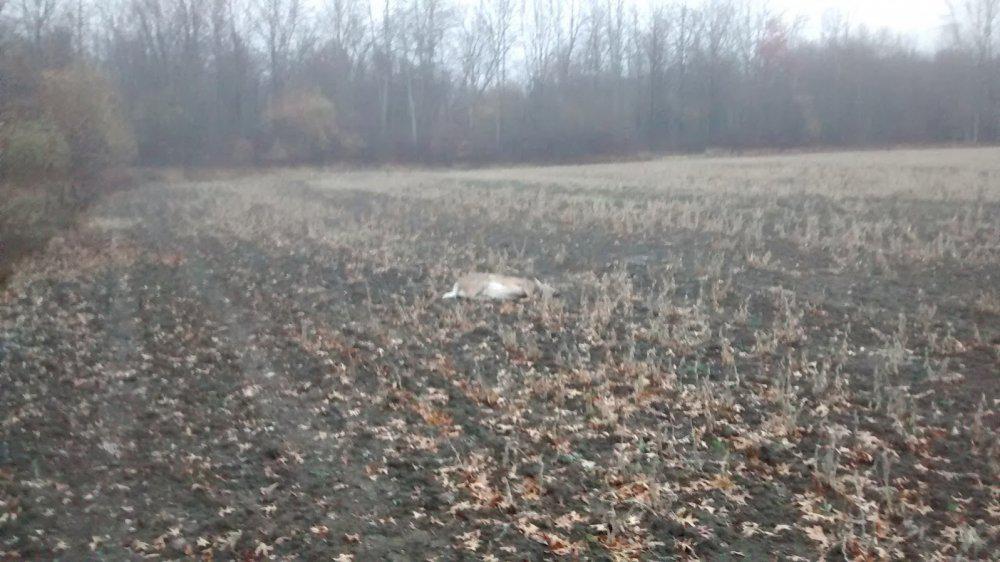deer 120 yards.jpg