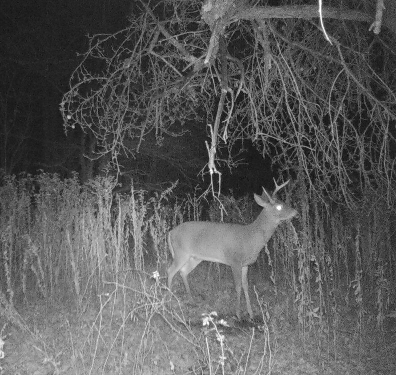 Three point buck, instead of a normal rack, only has one lone spike like  unicorn on the right side of his head .jpg