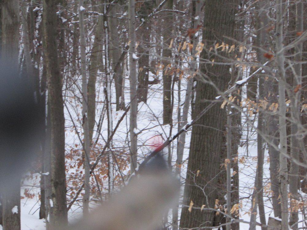 8 pt. buck in muzzleloader, bedded over the sight  .JPG