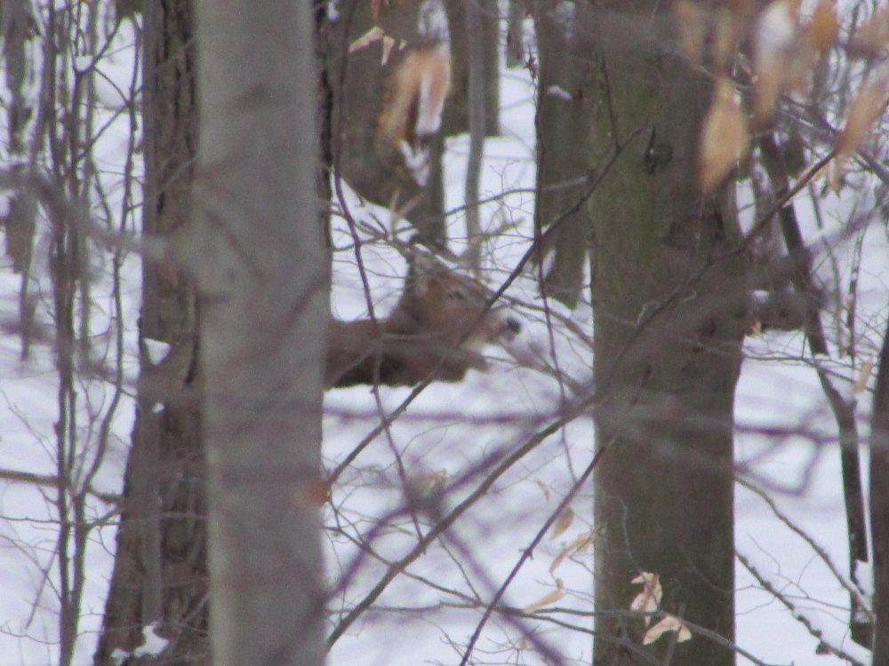 8 pt. buck in muzzleloader bedded .JPG