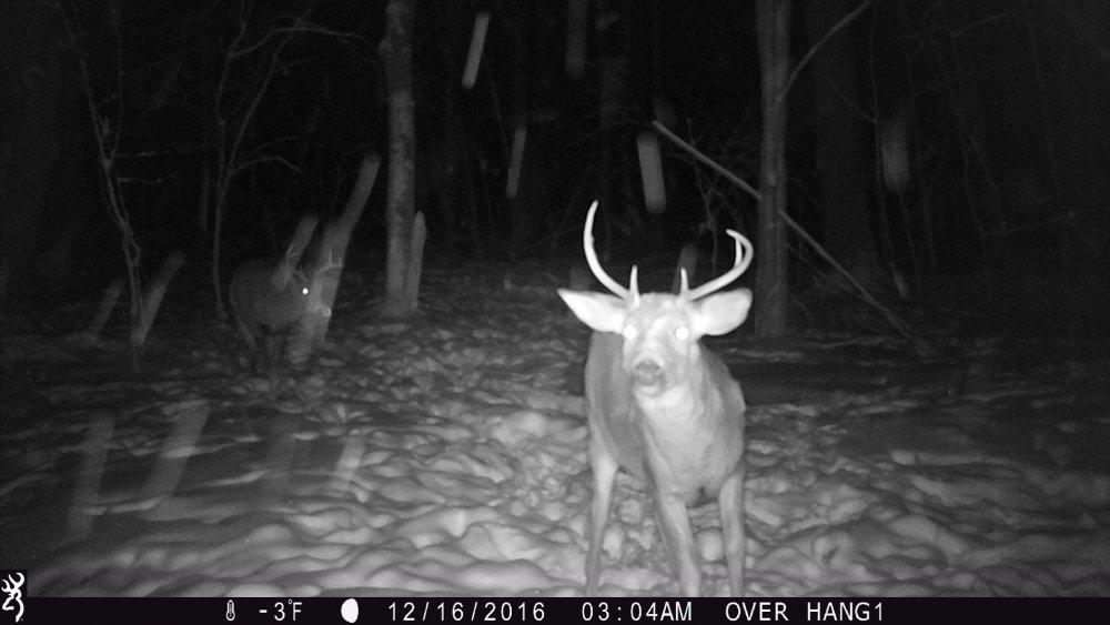 12.16.16 Two bucks, a six and a seven point that made it through the regular season into muzzleloader .jpg