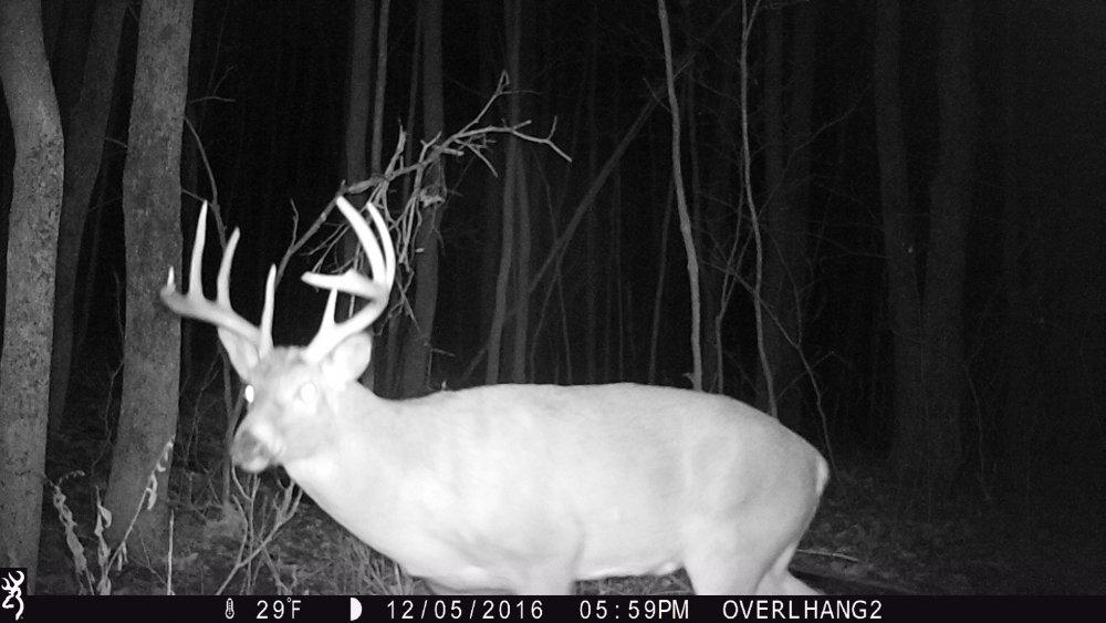 12.20.16 Big 10 showing tines .JPG