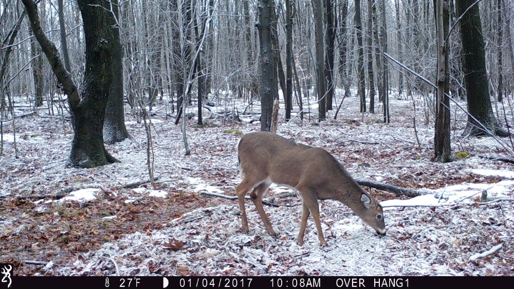 1.4.17 shed buck .JPG