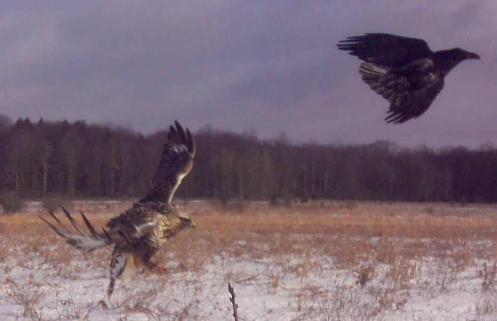 Roughlegged hawk and raven .jpg
