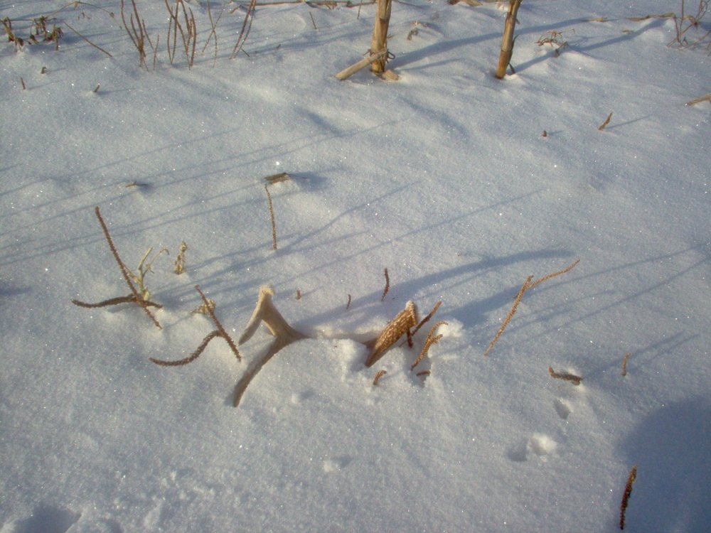 Antler in the snow 1.JPG