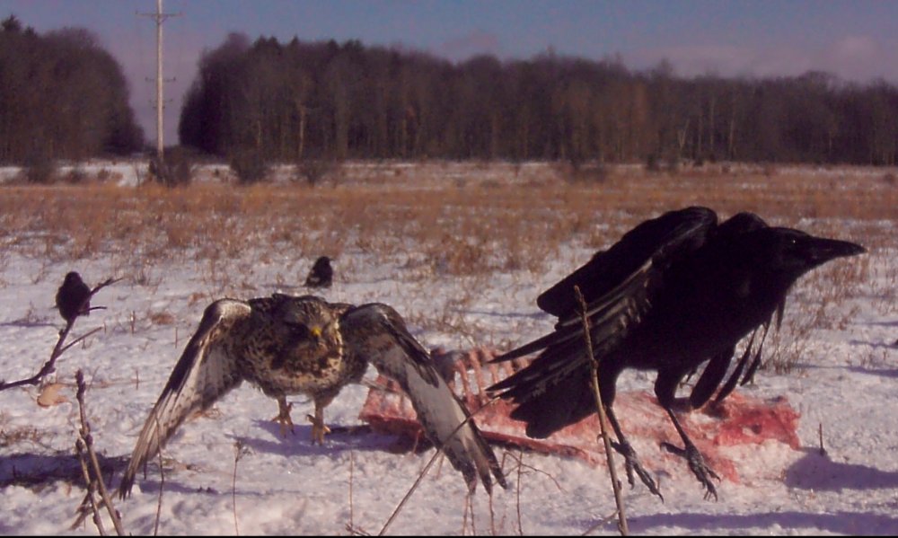 In hot pursuit, roughlegged hawk chases raven .jpg