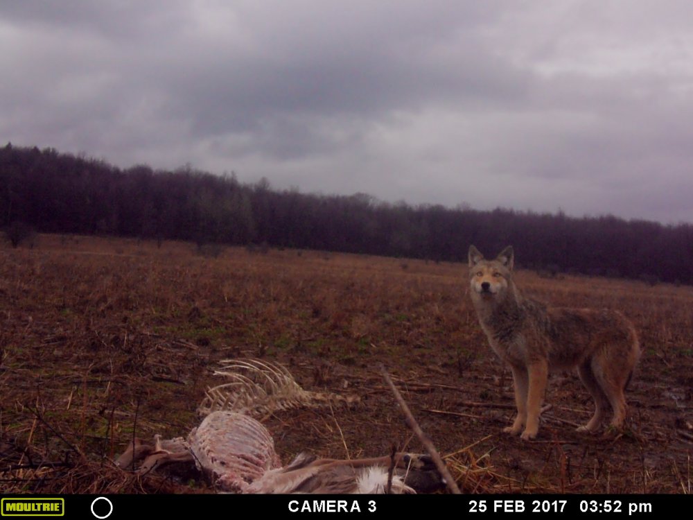 Coyote 2.25.17 .jpg