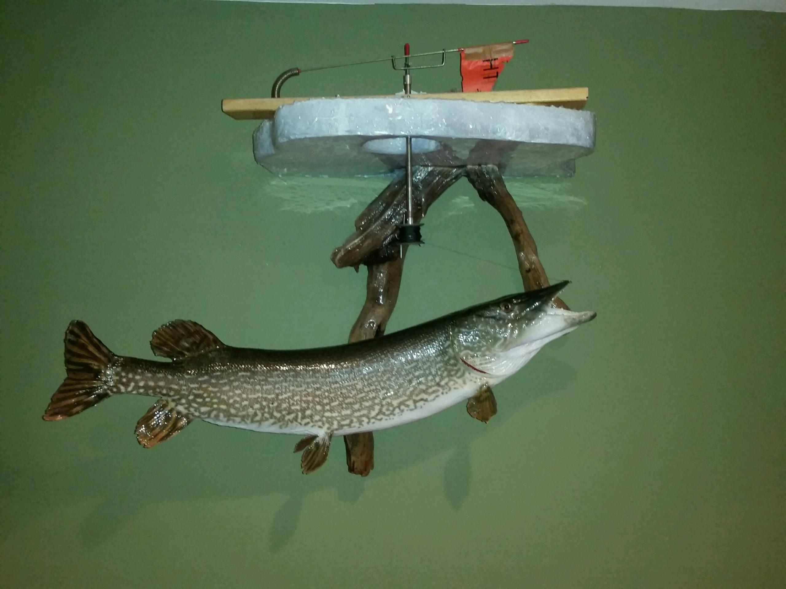 Fish Mounts - Taxidermy - Hunting New York - NY Empire State Hunting Forum  - Bow Hunting, Fishing, Bear, Deer
