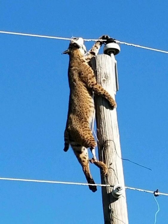 bobcat-electrocuted-2.jpg