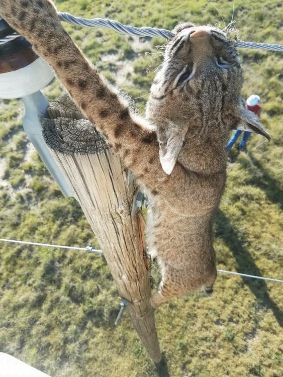 bobcat-electrocuted-3.jpg