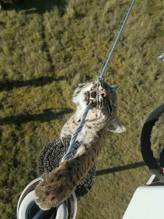 bobcat-electrocuted.jpg