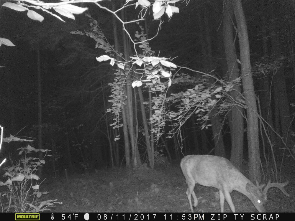 8.11.17 Heavy six point buck J's .jpg