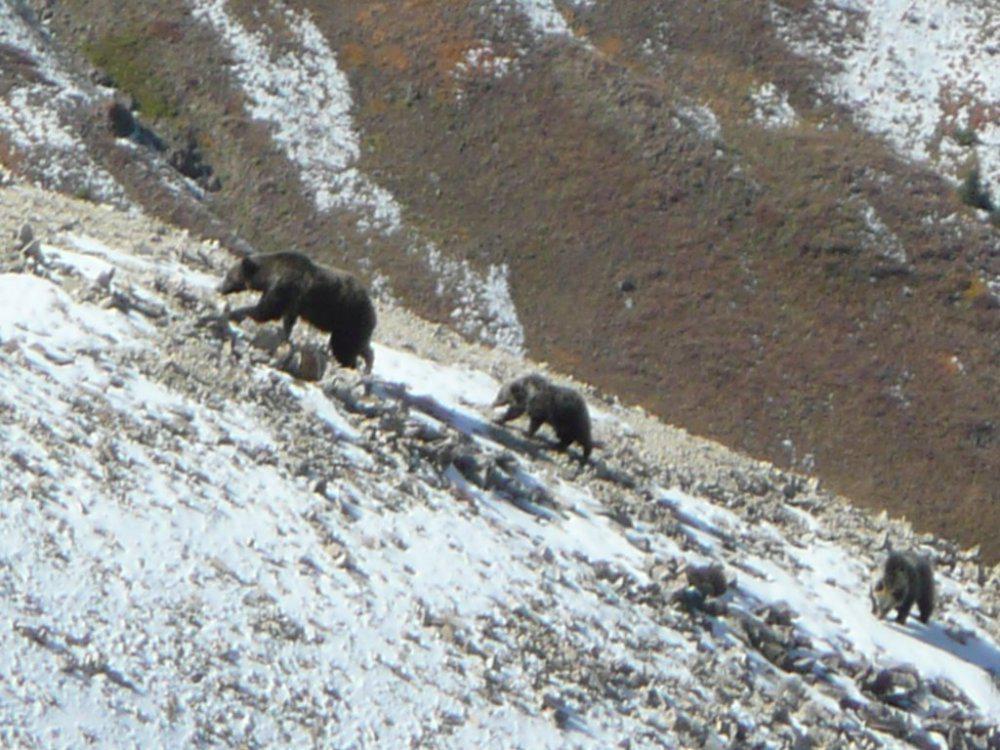 bearss on snow slope.jpg