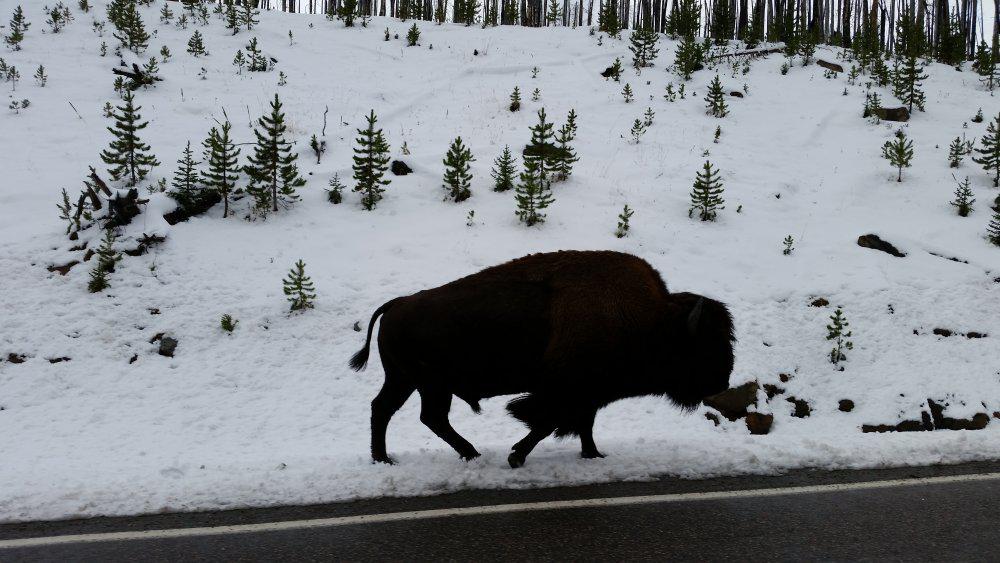 bison snow.jpg