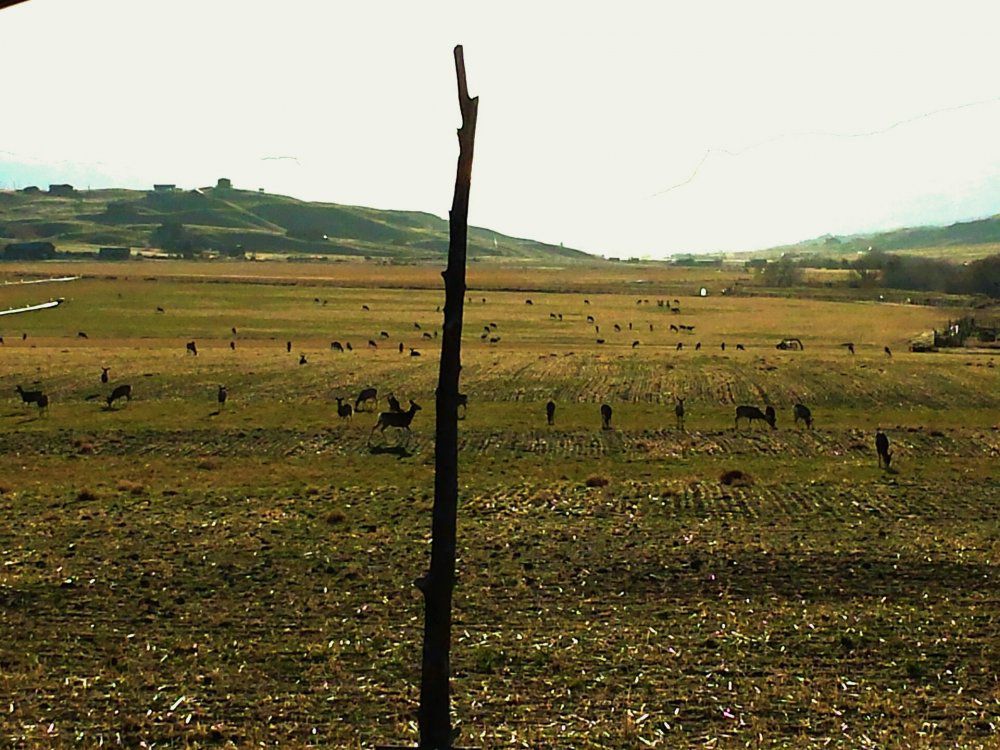 deer fields (2).jpg