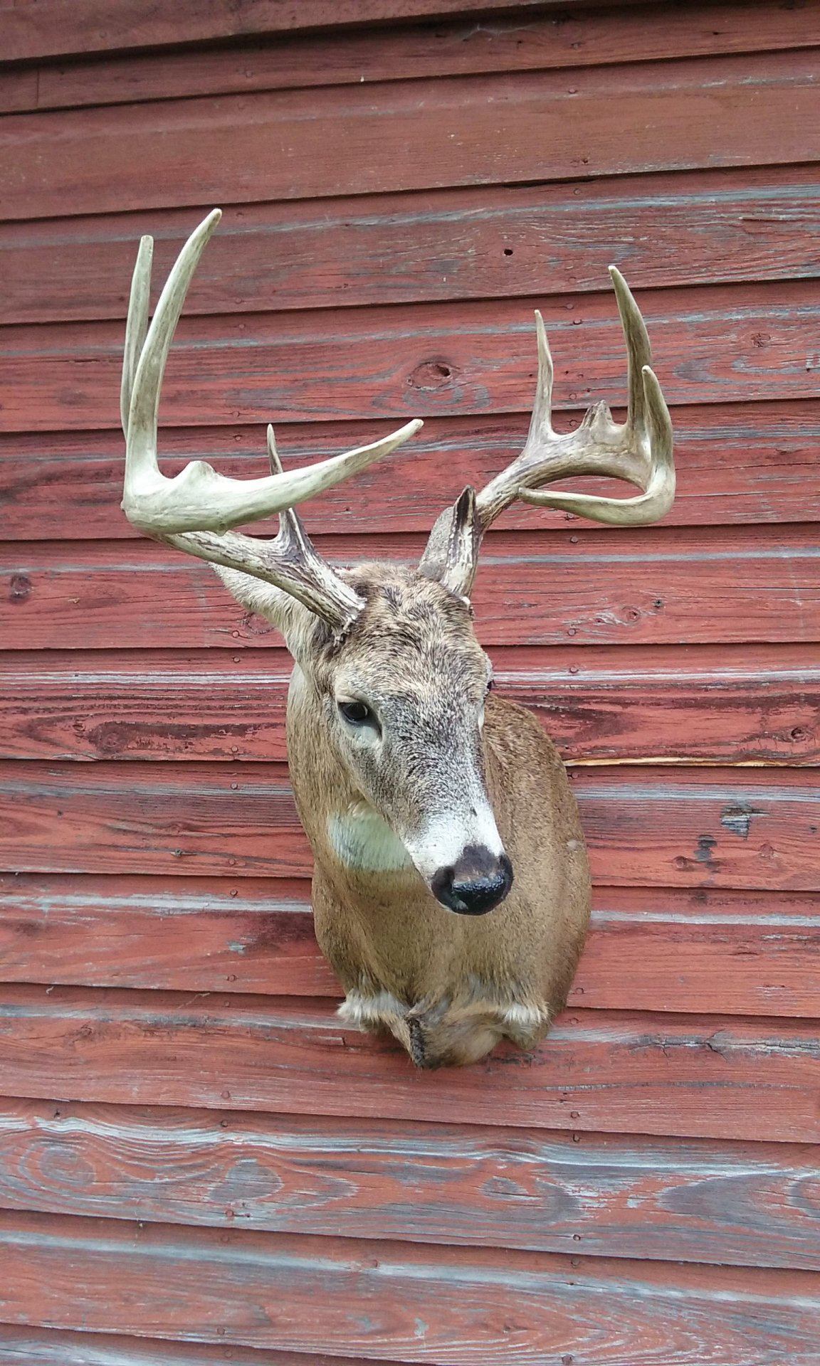 Shoulder Wall Mount or Pedestal | Taxidermy | Monster Muleys Community