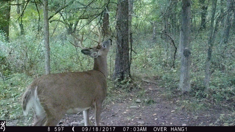 Eight pointer hits the licking branch. .jpg