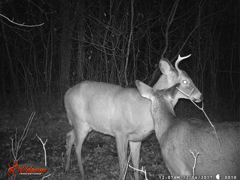 kissing deer.JPG