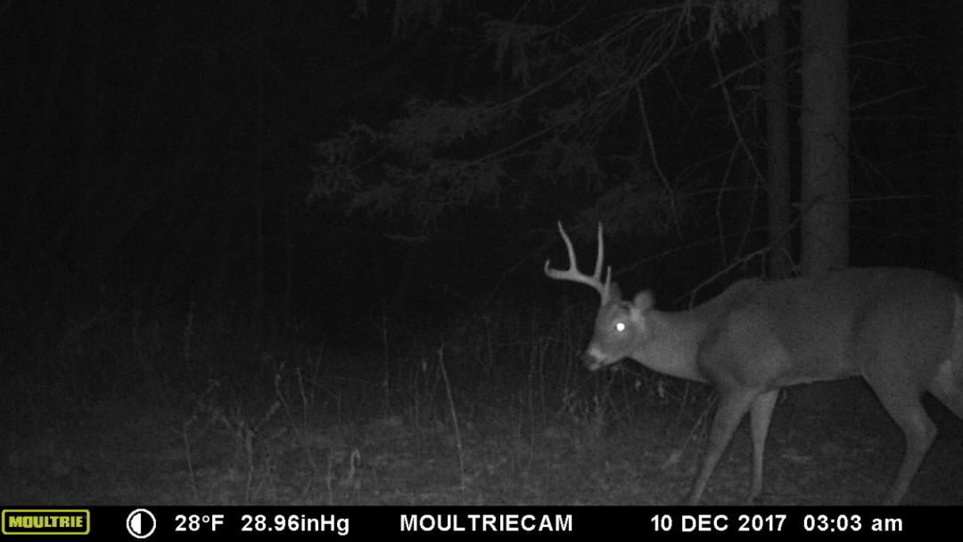 Injured buck Trail Camera Pictures Hunting New York NY Empire