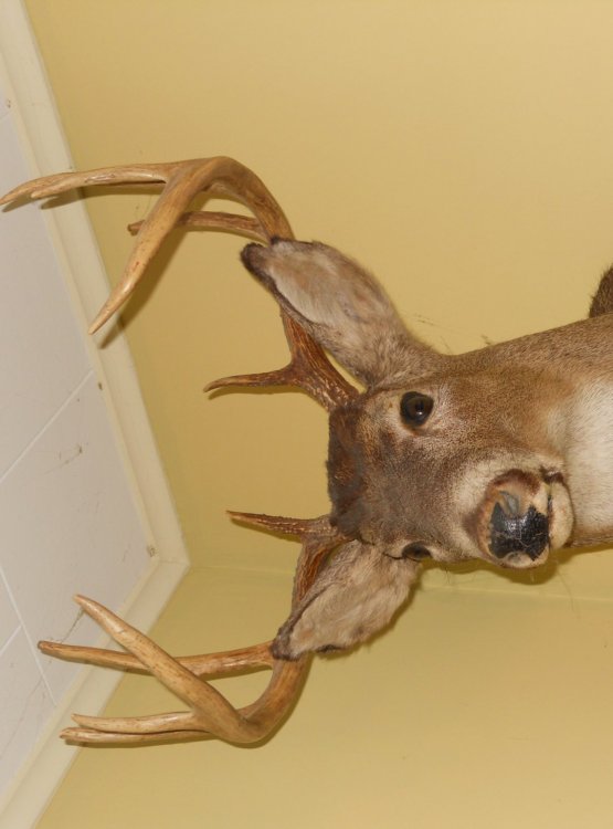 cropped 10 point on wall .jpg