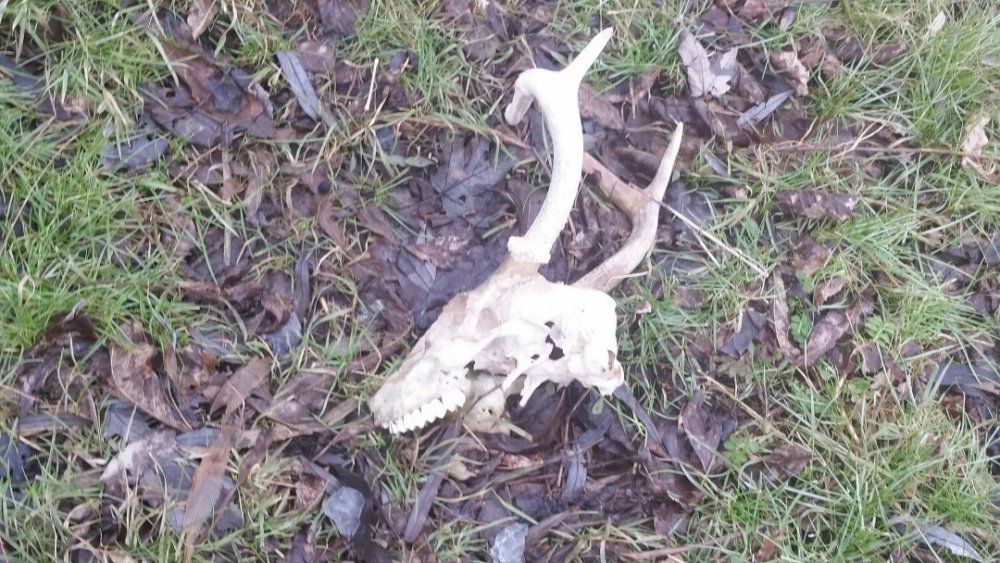 Deer skull 2  2-15-18.jpg
