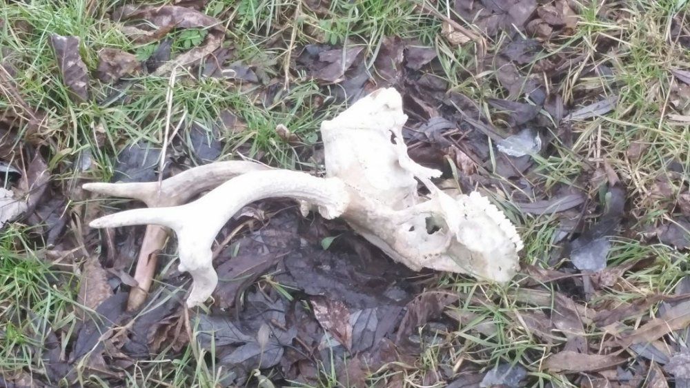 deer skull 2-15-18.jpg