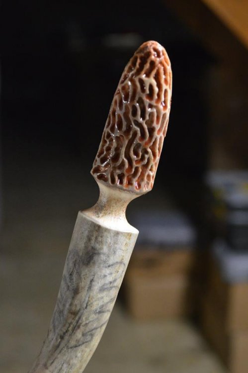 morel1.thumb.jpg.a7ddd6cf666cc366661d0be268e4339e.jpg