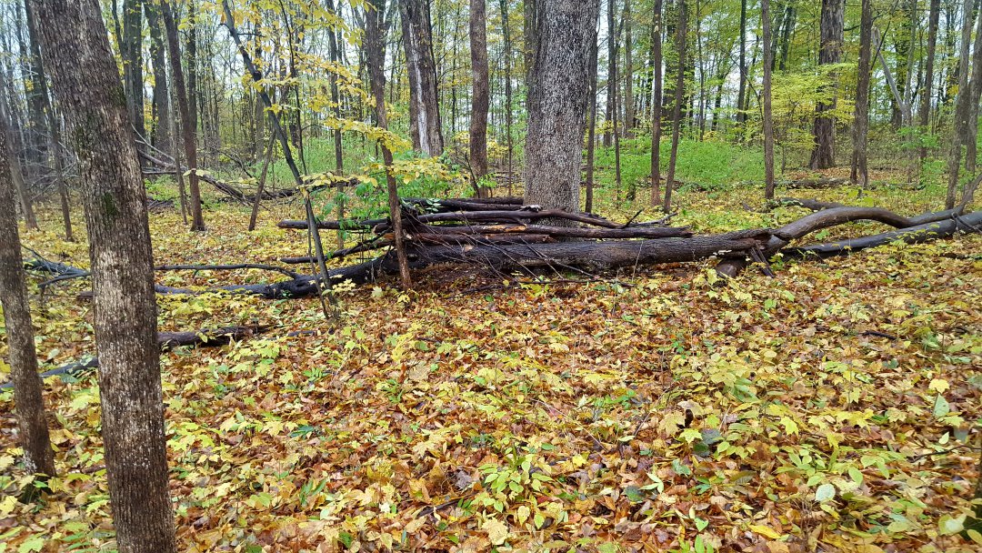 Natural ground blind General Hunting Hunting New York NY Empire