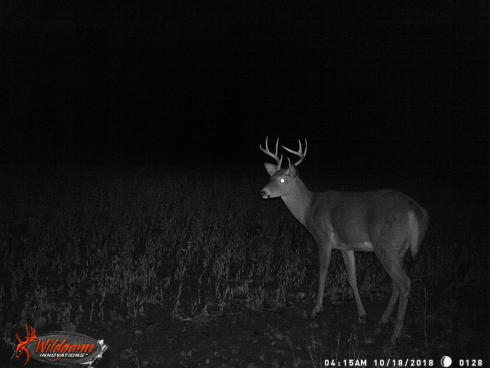 target buck 2018 1.JPG