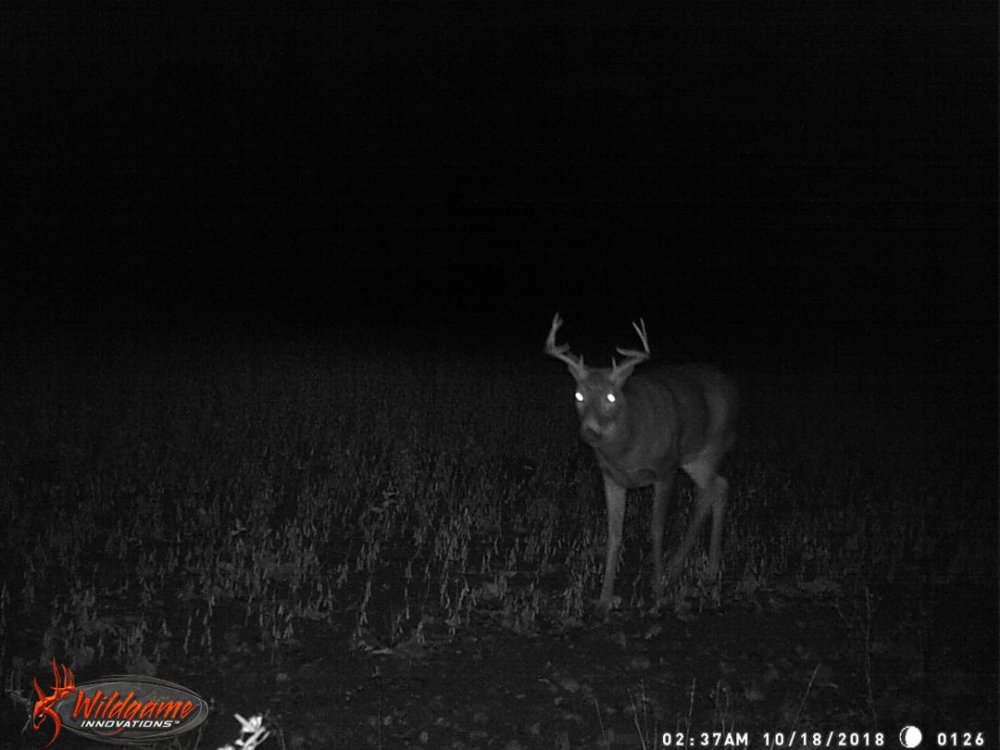 target buck 2018.JPG