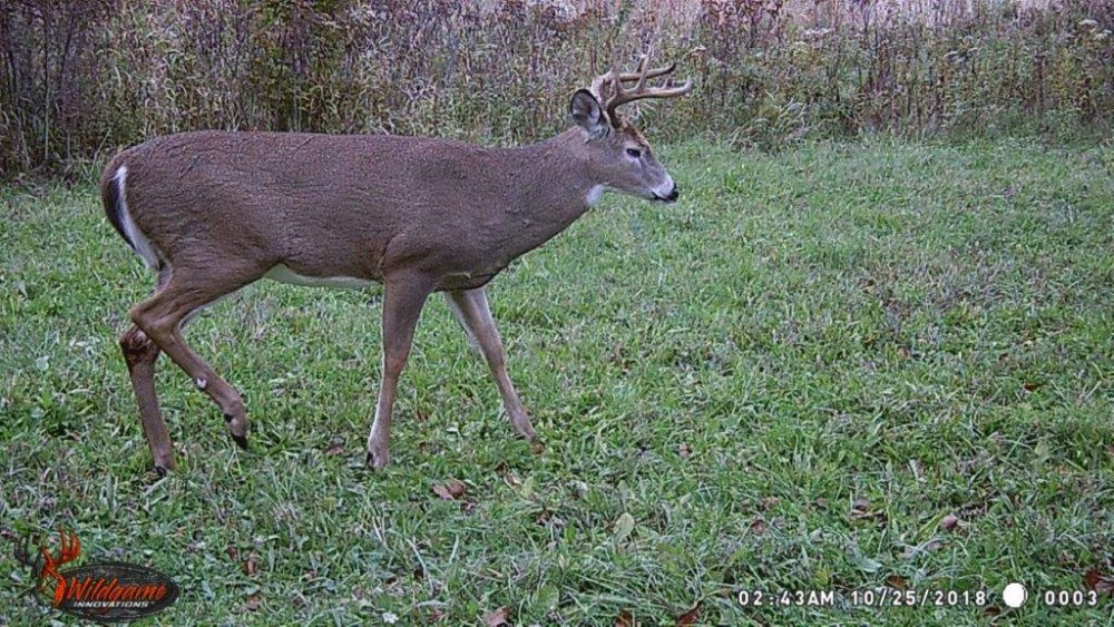 big buck 2018 stota 2.jpg