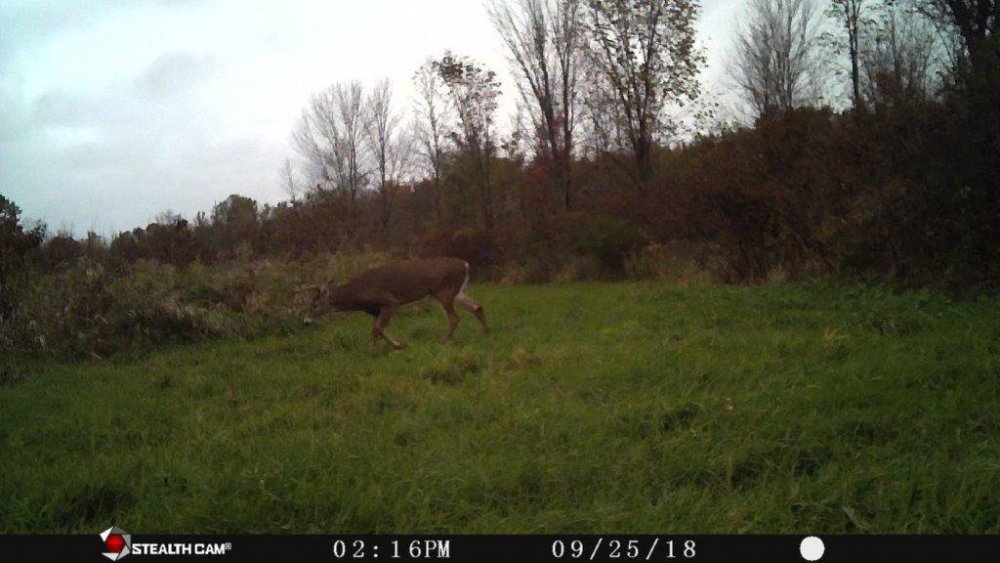 big buck 2018 stota.jpg