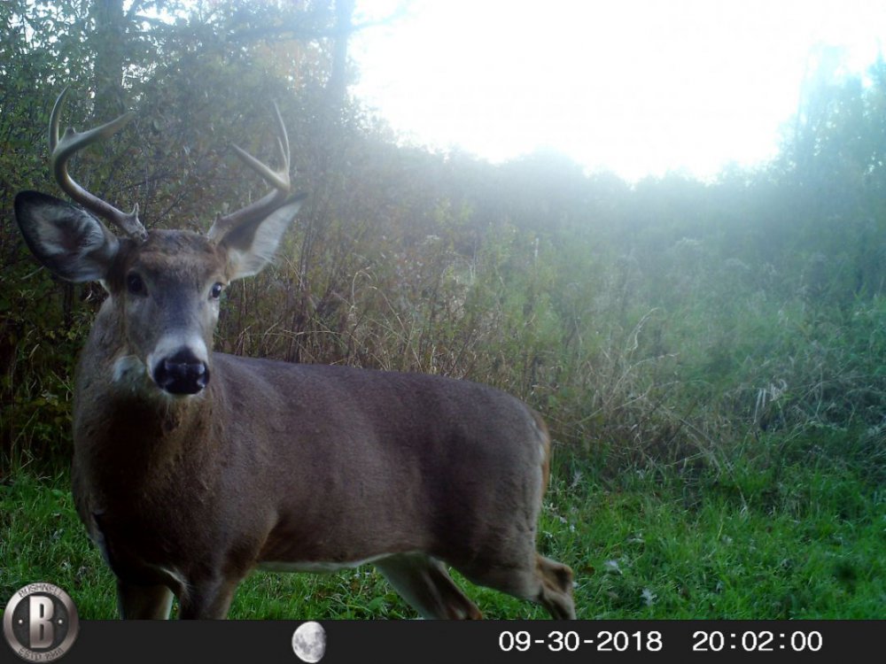 stota 2018 buck.JPG