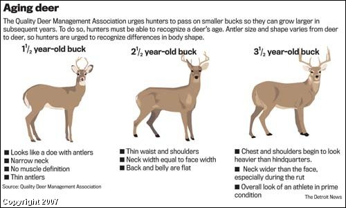 Aging Deer On The Hoof Chart